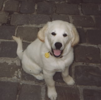 Ron