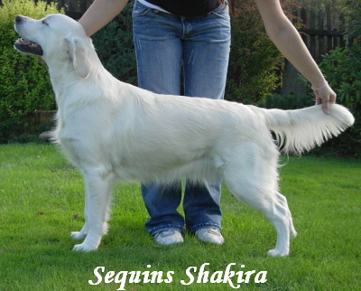 Golden_Retriever_Sequins_Shakira.jpg