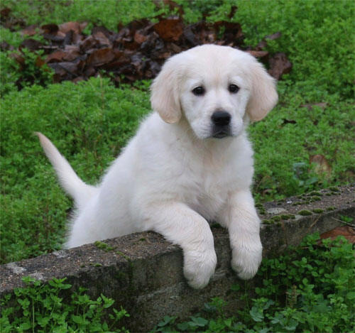 golden retriever-Volgane.jpg