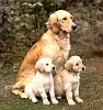 goldenmum-n-pups.jpg