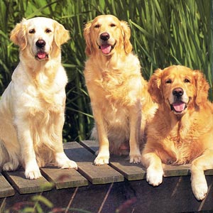 goldengoldengolden